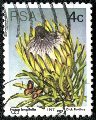 Africa do Sul - 1977 - Flora Proteaceae - Protea longifolia - 4C