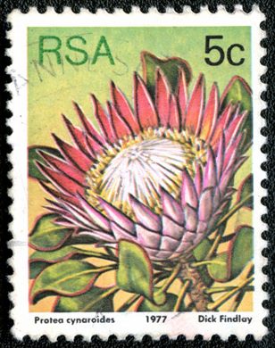 Africa do Sul - 1977 - Flora Proteaceae - Protea cynaroides - 5C