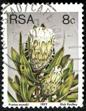 Africa do Sul - 1977 - Flora Proteaceae - Protea mundii - 8C