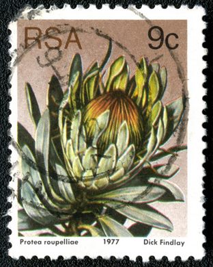 Africa do Sul - 1977 - Flora Proteaceae - Protea roupelliae - 9C