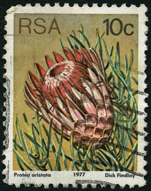 Africa do Sul - 1977 - Flora Proteaceae - Protea aristata - 10C