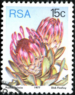 Africa do Sul - 1977 - Flora Proteaceae - Protea eximia - 15C