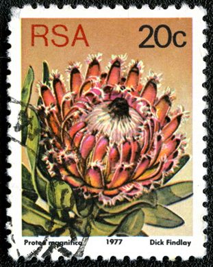 Africa do Sul - 1977 - Flora Proteaceae - Protea magnifica - 20C