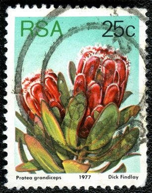 Africa do Sul - 1977 - Flora Proteaceae - Protea grandiceps - 25C