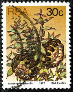 Africa do Sul - 1977 - Flora Proteaceae - Protea amplexicaulis - 30C