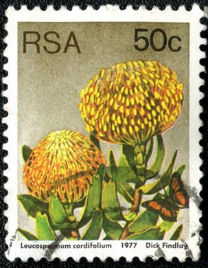 Africa do Sul - 1977 - Flora Proteaceae - Leucospermum cordifolium - 50C