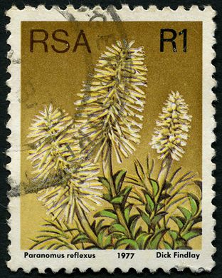 Africa do Sul - 1977 - Flora Proteaceae - Paranomus reflexus - 1R