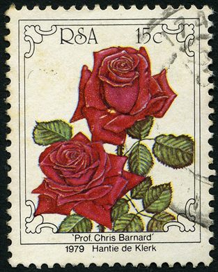 Africa do Sul - 1979 - Rosafari 1979 Rosa Prof Chris Barnard - 15C