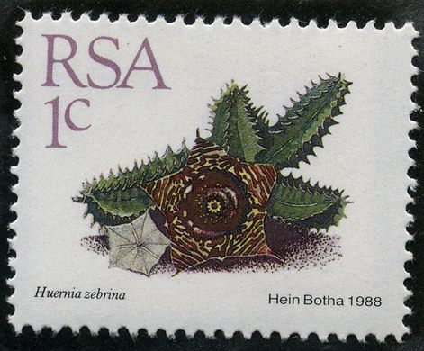Africa do Sul - 1988 - Huernia zebrina - 1C