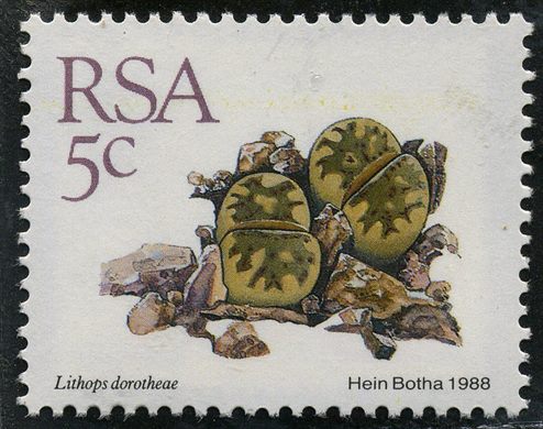 Africa do Sul - 1988 - Lithops dorotheae - 5C