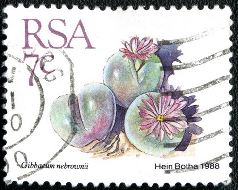 Africa do Sul - 1988 - Gibbaeum nebrownii - 7C