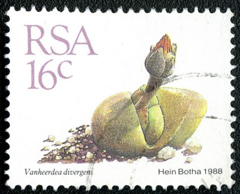 Africa do Sul - 1988 - Vanheerdea divergens - 16C