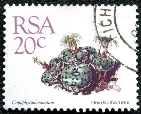 Africa do Sul - 1988 - Conophytum mundum - 20C