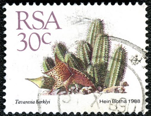 Africa do Sul - 1988 - Tavaresia barklyi - 30C