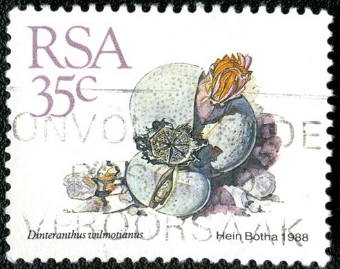 Africa do Sul - 1988 - Dinteranthus wilmotianus - 35C