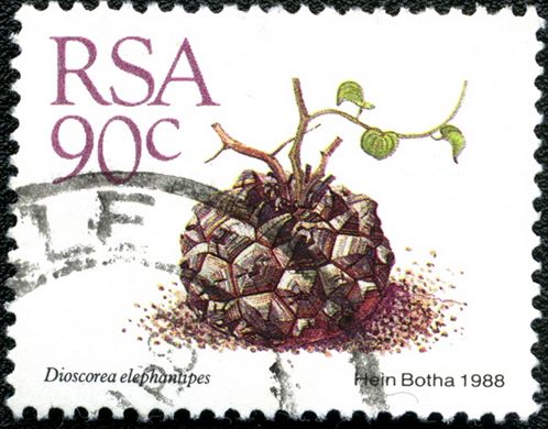 Africa do Sul - 1988 - Dioscorea elephantipes - 90C