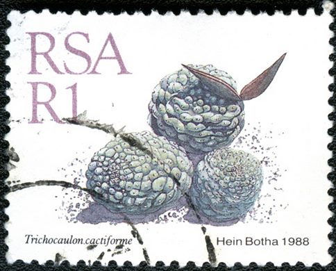 Africa do Sul - 1988 - Trichocaulon cactiforme - 1R