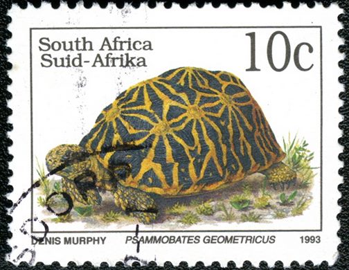 Africa do Sul - 1993 - Psammobates geometricus - 10C