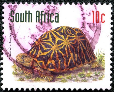 Africa do Sul - 1998 - Tartaruga Geometrica - 10C