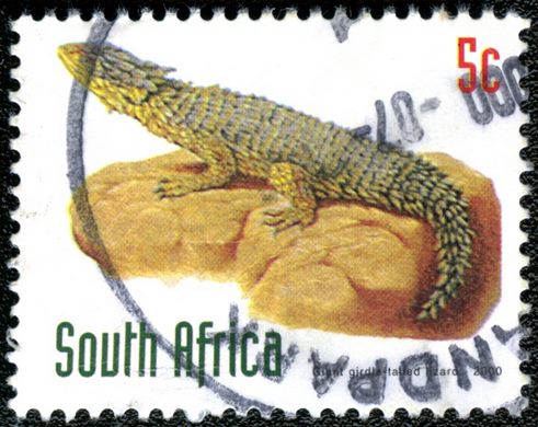 Africa do Sul - 2000 - Lagarto-gigante-de-cauda-cintada - 5C