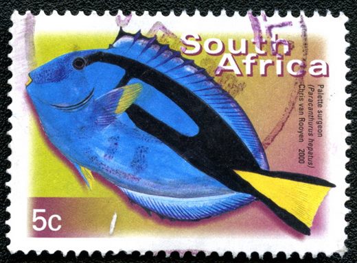 Africa do Sul - 2000 - Paracanthurus hepatus - 5C