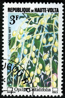 Alto Volta - 1977 - Frutos Silvestres - 3F