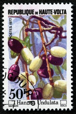 Alto Volta - 1977 - Frutos Silvestres - 50F