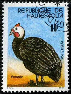 Alto Volta - 1981 - Aves - 90F