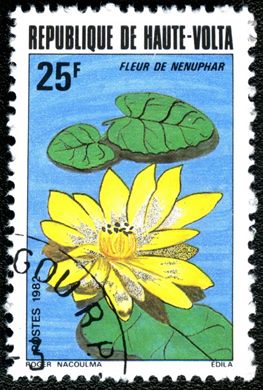 Alto Volta - 1982 - Flora - 25F