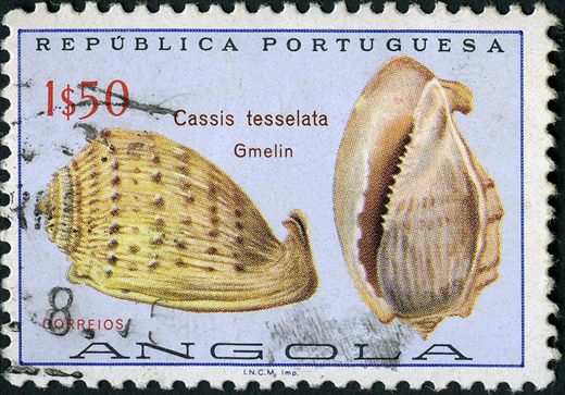 Angola (Colonia Portuguesa) - 1974 - Conchas Marinhas - Cassis tesselata - 1Esc50