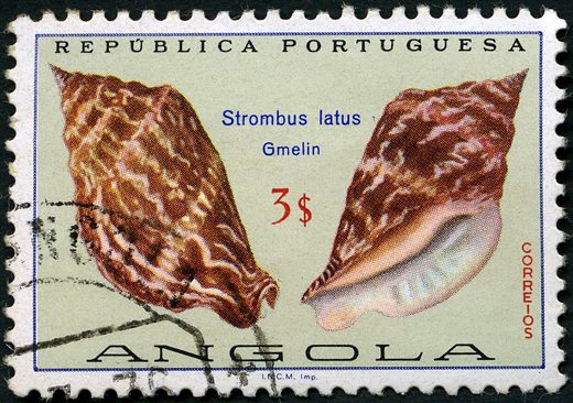 Angola (Colonia Portuguesa) - 1974 - Conchas Marinhas - Strombus latus - 3Esc