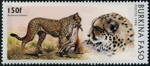 Burquina Faso - 1996 - Felinos - 150F