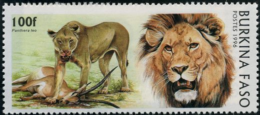 Burquina Faso - 1996 - Felinos - 100F
