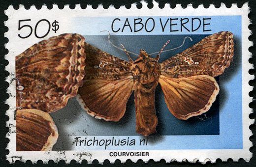 Cabo Verde - 1999 - Mariposas Trichoplusia ni - 50Esc
