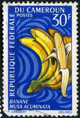 Camaroes (Republica Federal) - 1962 - Flora Banane Musa acuminata - 30F