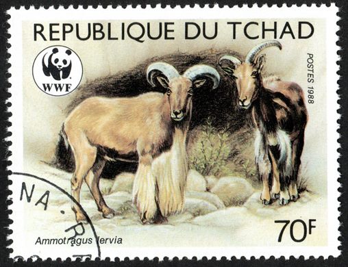 Chade - 1988 - WWF Ammotragus Lervia - 70F