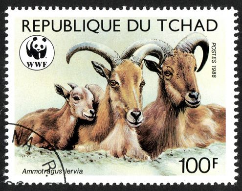 Chade - 1988 - WWF Ammotragus Lervia - 100F