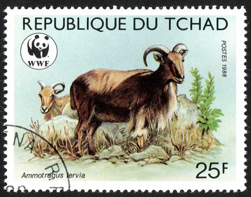Chade - 1988 - WWF Ammotragus Lervia - 25F