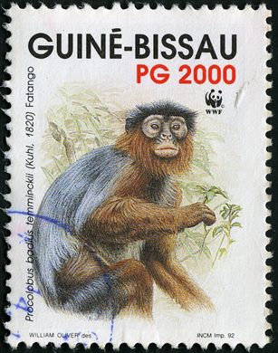 Guine-Bissau - 1992 - WWF Macaco Vermelho - 2000PG