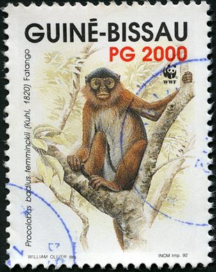 Guine-Bissau - 1992 - WWF Macaco Vermelho - 2000PG