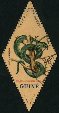 Guine Portuguesa (Colonia) - 1963 - Serpentes Philothamnus irregularis - 2Esc50
