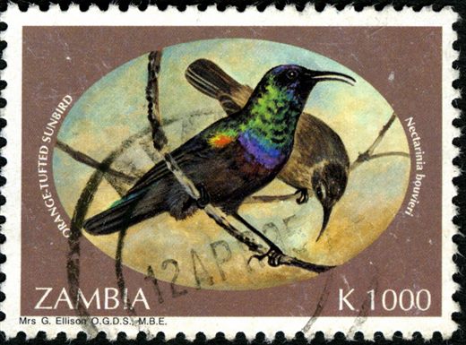 Zambia - 1993 - Toutinegras - K1000