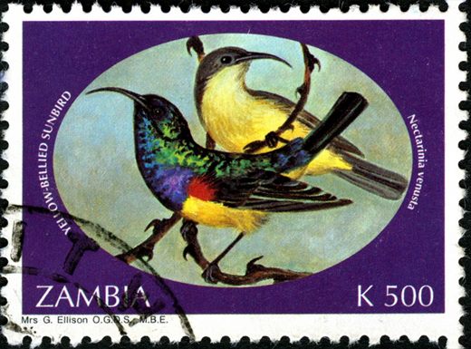 Zambia - 1993 - Toutinegras - K500