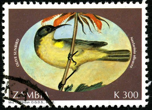 Zambia - 1993 - Toutinegras - K300