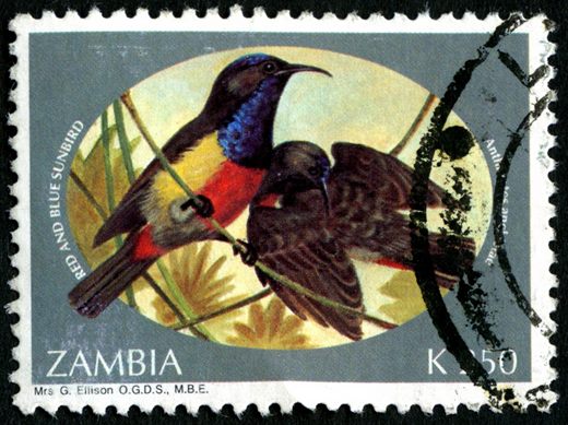 Zambia - 1993 - Toutinegras - K150