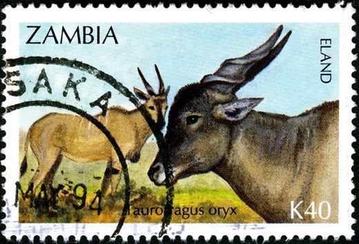 Zambia - 1994 - Fauna - K40