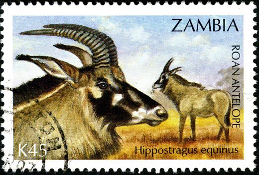 Zambia - 1994 - Fauna - K45