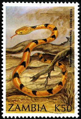 Zambia - 1996 - Repteis - K50