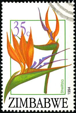 Zimbabwe - 1994 - Flora - 35C