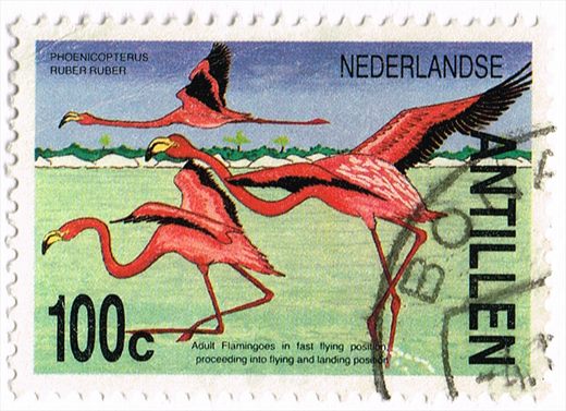 Antilhas Holandesas - 1985 - Fauna Flamingos - 100C